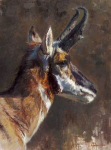 Kelly Singleton Pronghorn Study wildlife oil painting Briscoe Museum