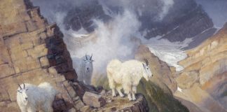 Ralph Oberg "The Enlightened" wildlife painting mountain goats