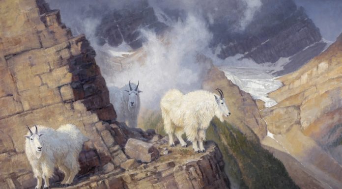 Ralph Oberg "The Enlightened" wildlife painting mountain goats