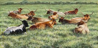 Ann Hanson Longhorn Lounge cattle prairie western oil painting