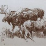 Bob Kuhn Three Moose Study wildlife drawing