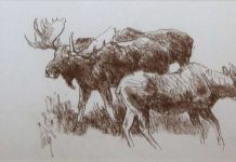 Bob Kuhn Three Moose Study wildlife drawing