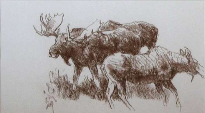 Bob Kuhn Three Moose Study wildlife drawing