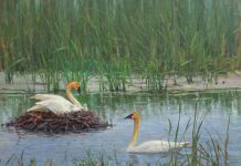 andrew peters wildland nativity geese nesting marsh lake wildlife oil painting prix de west exhibition