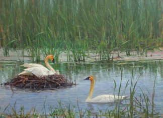 andrew peters wildland nativity geese nesting marsh lake wildlife oil painting prix de west exhibition