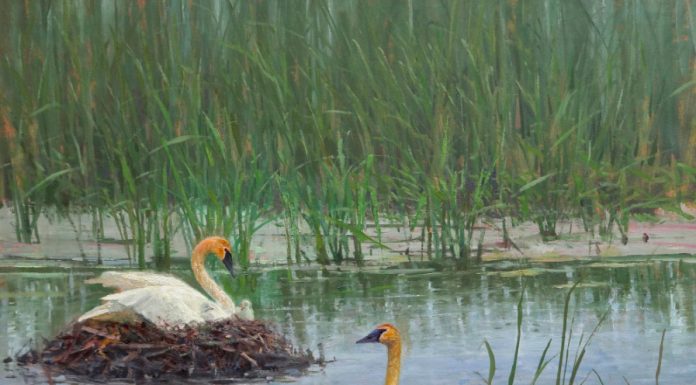 andrew peters wildland nativity geese nesting marsh lake wildlife oil painting prix de west exhibition