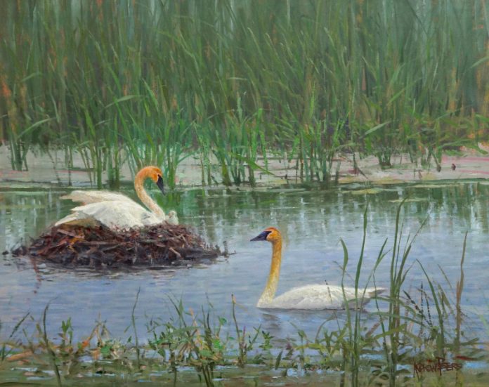 Andrew-Peters_Wildland-Nativity andrew peters wildland nativity geese nesting marsh lake wildlife oil painting prix de west exhibition