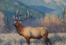 tucker smith distant bugle elk landscape wildlife oil painting