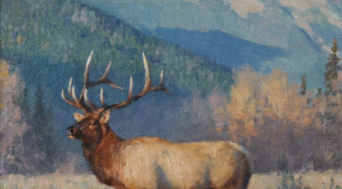 tucker smith distant bugle elk landscape wildlife oil painting