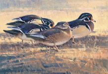 Jim James Morgan Center Of Attention duck drake bird wildlife oil painting snow winter