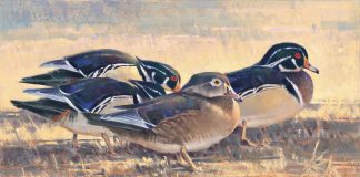 Jim James Morgan Center Of Attention duck drake bird wildlife oil painting snow winter