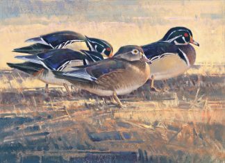 Jim James Morgan Center Of Attention duck drake bird wildlife oil painting snow winter