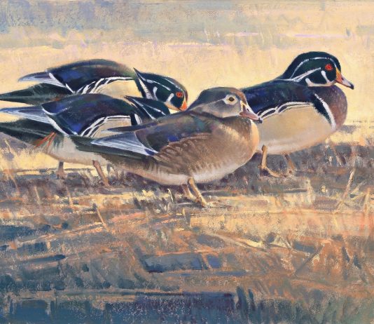 Jim James Morgan Center Of Attention duck drake bird wildlife oil painting snow winter