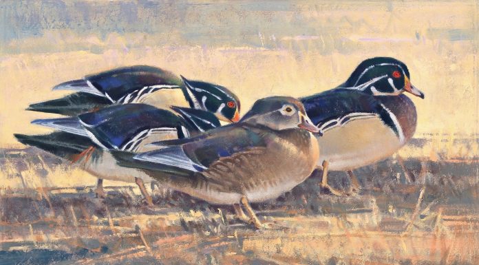 Jim James Morgan Center Of Attention duck drake bird wildlife oil painting snow winter