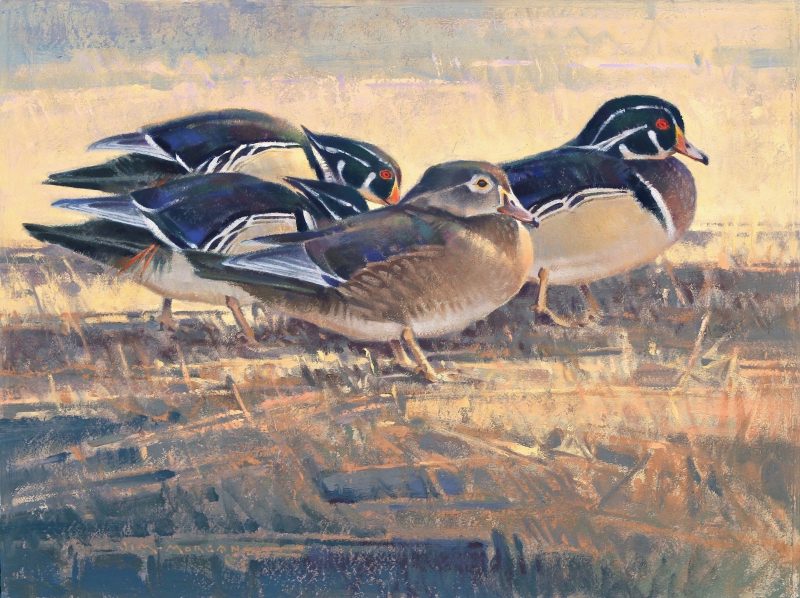 Jim James Morgan Center Of Attention wood duck drake bird wildlife oil painting snow winter