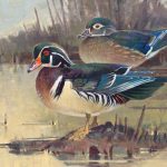 Jim Morgan Showtime ducks landscape wildlife oil painting