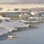Jim Morgan White On White swan swans icy river stream snow courtship Prix de West Award winner 2025 wildlife oil painting