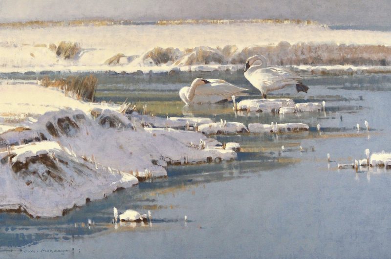 Jim Morgan White On White swan swans icy river stream snow courtship Prix de West Award winner 2025 wildlife oil painting