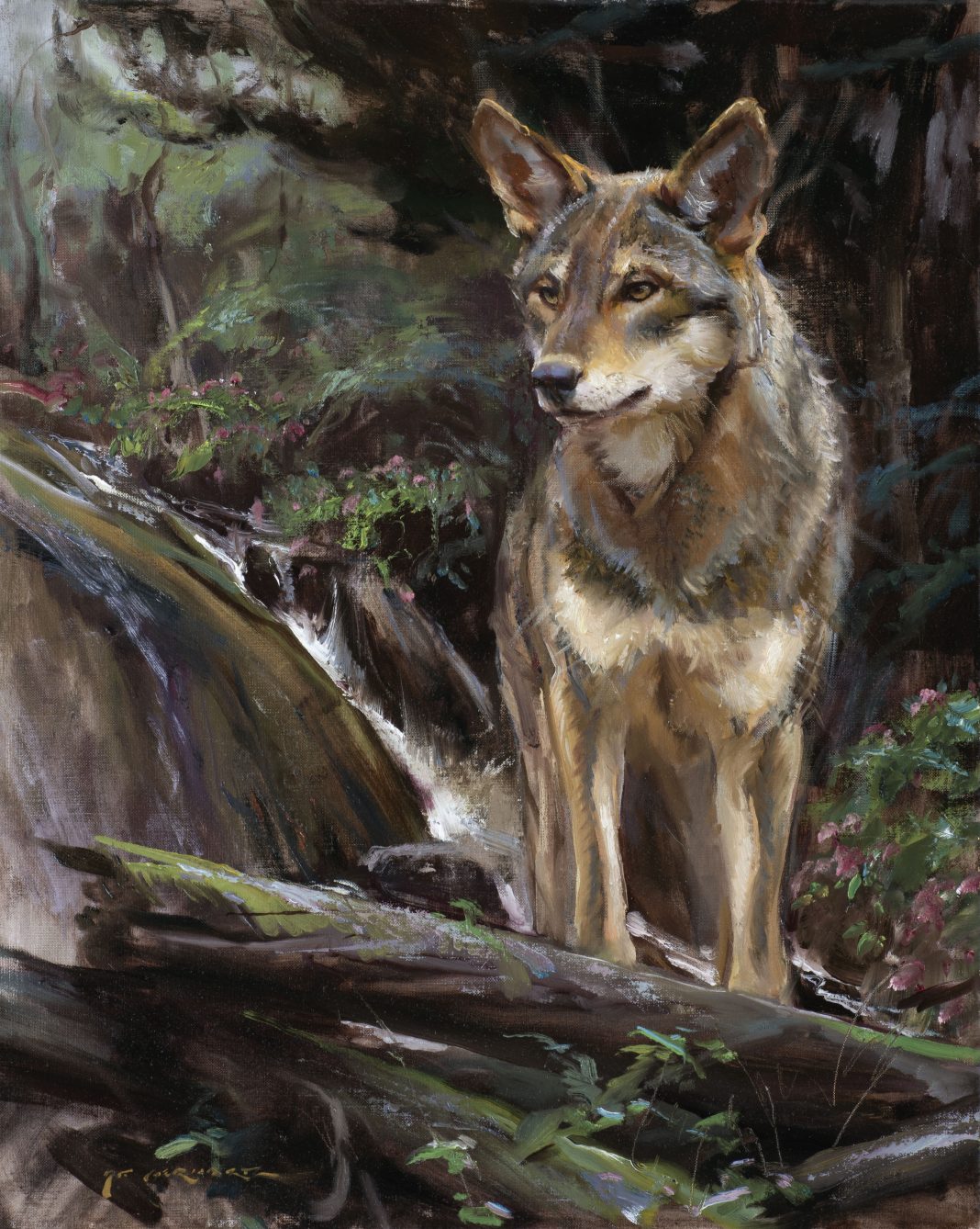 Daniel Gerhartz Wolf wildlife oil painting