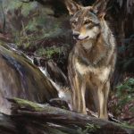 Daniel Gerhartz Wolf wildlife oil painting