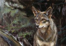Daniel Gerhartz Wolf wildlife oil painting