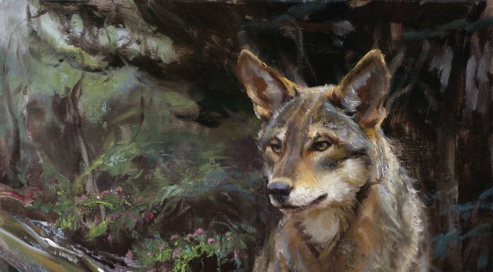 Daniel Gerhartz Wolf wildlife oil painting