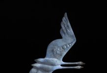 Tim Cherry Against The Wind Swan flight flying contemporary wildlife bronze sculpture