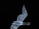 Tim Cherry Against The Wind Swan flight flying contemporary wildlife bronze sculpture