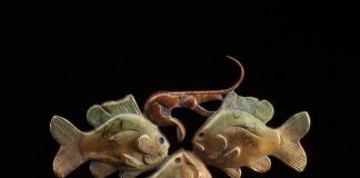 Tim Cherry Crawfish Conundrum sun fish crawdad contemporary wildlife bronze sculpture