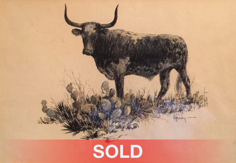 G. Harvey longhorn drawing pencil watercolor western painting