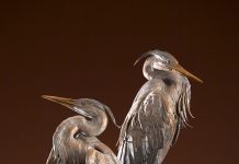 Ken Rowe Once In A Blue Moon wildlife bird heron sculpture animal pair