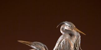Ken Rowe Once In A Blue Moon wildlife bird heron sculpture animal pair