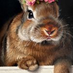 Marina Dieul Lapin 43 rabbit hare bunny western wildlife oil painting close up flower rose crown