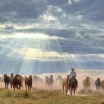 Tim Cox God's Gift To Man cowboy horses sunset sun western oil painting