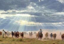 Tim Cox God's Gift To Man cowboy horses sunset sun western oil painting