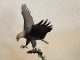 Frank DiVita American Spirit eagle in flight catching fish hunting fishing action wildlife bronze sculpture