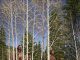 James Ayers Through The Forest Native American Indians warriors chief horse snow aspen tree western oil painting