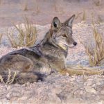 Kelly Singleton Desert Coyote wildlife oil painting