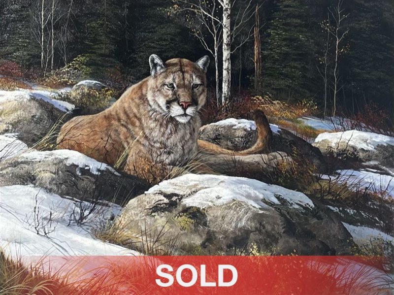 Trevor Swanson Afternoon Rest cougar mountain lion puma cat wildlife oil painting sold