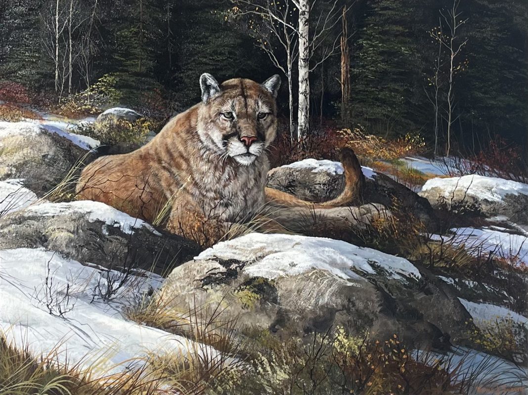 Trevor Swanson Afternoon Rest cougar mountain lion puma cat wildlife oil painting