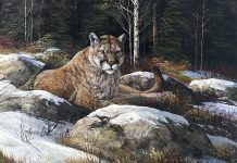 Trevor Swanson Afternoon Rest cougar mountain lion puma cat wildlife oil painting