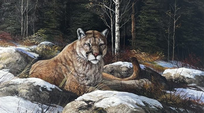 Trevor Swanson Afternoon Rest cougar mountain lion puma cat wildlife oil painting