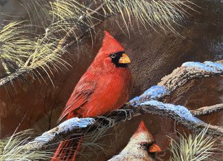 Trevor Swanson Cardinals wildlife oil painting copper bird
