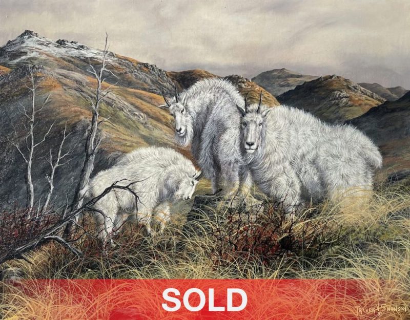 Trevor Swanson Cassiar Companions mountain goat wildlife oil painting sold