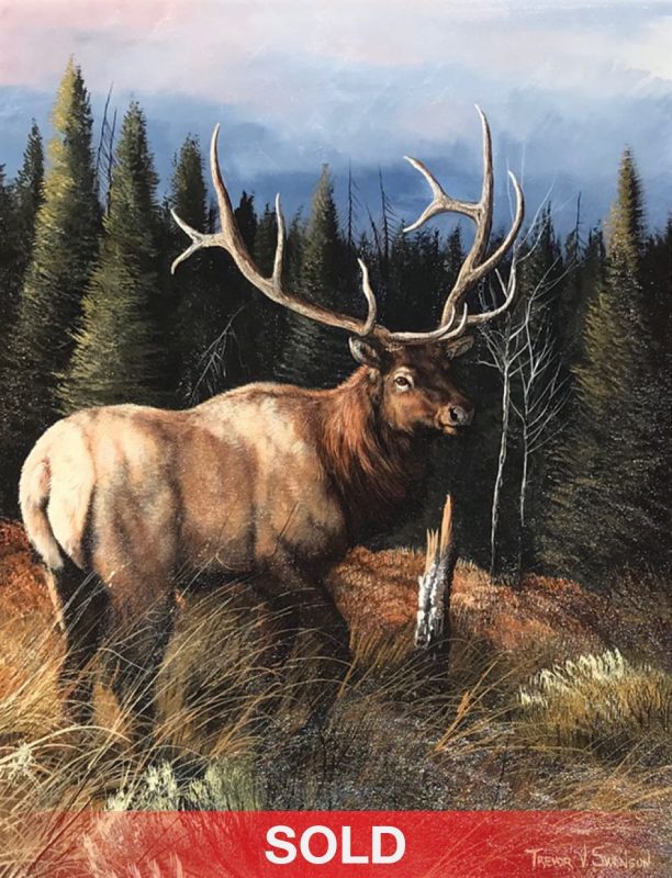 Trevor Swanson Mountain Majesty elk deer moose wildlife oil painting sold