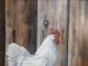 Trevor Swanson The Rooster farm ranch chicken western oil painting