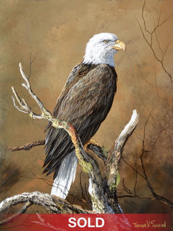 Trevor Swanson With A Commanding View eagle wildlife bald eagle America oil painting