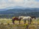 Martin Grelle "Snoozing" horses western oil painting