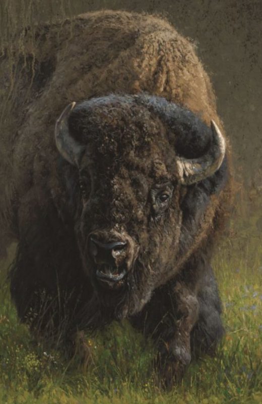 night at the museum bison