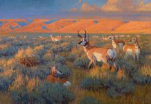 Ralph Oberg "Prairie Sundown" pronghorn sunset wildlife oil painting